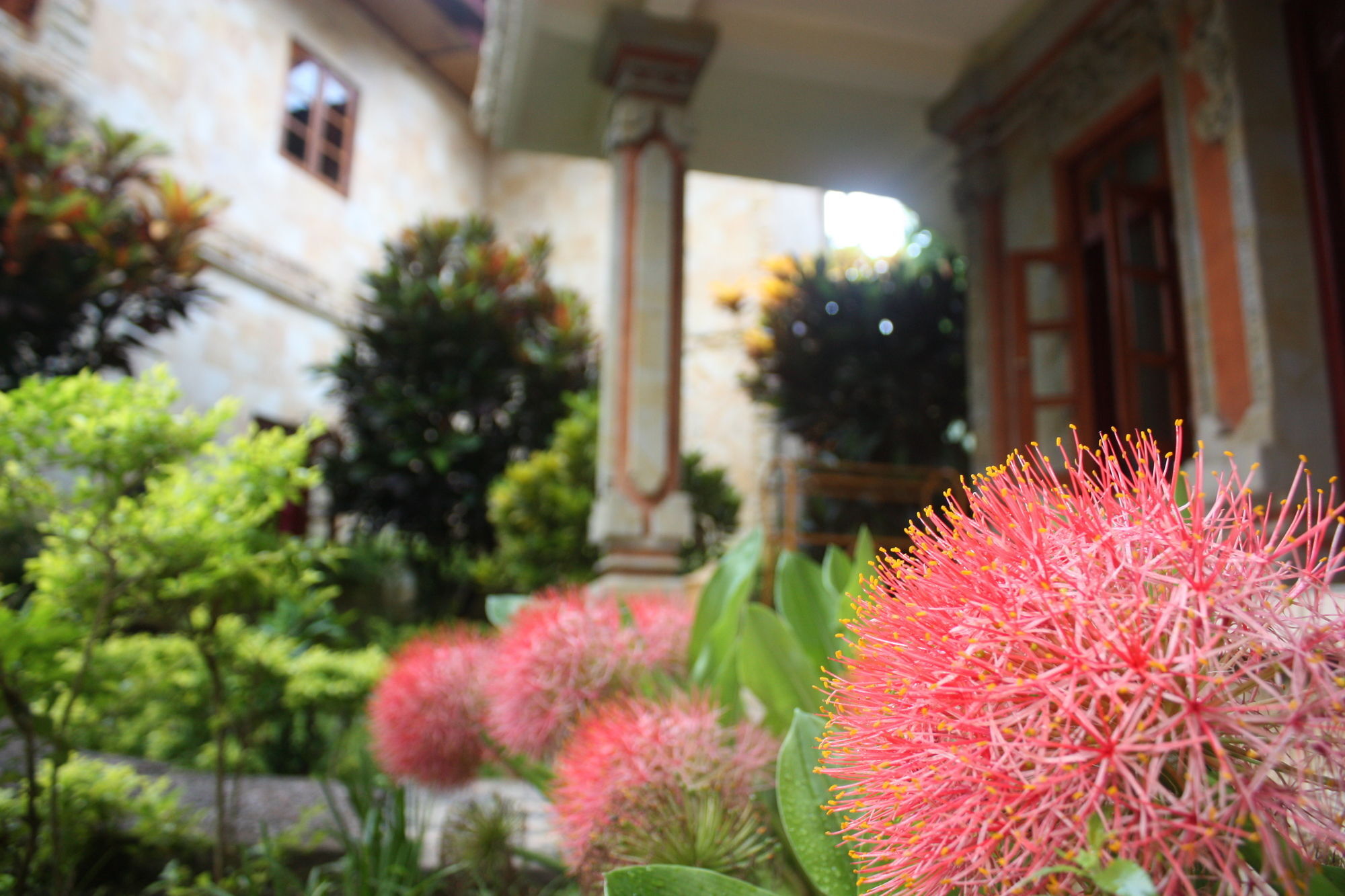 Rambutan Hotel Ловина Экстерьер фото